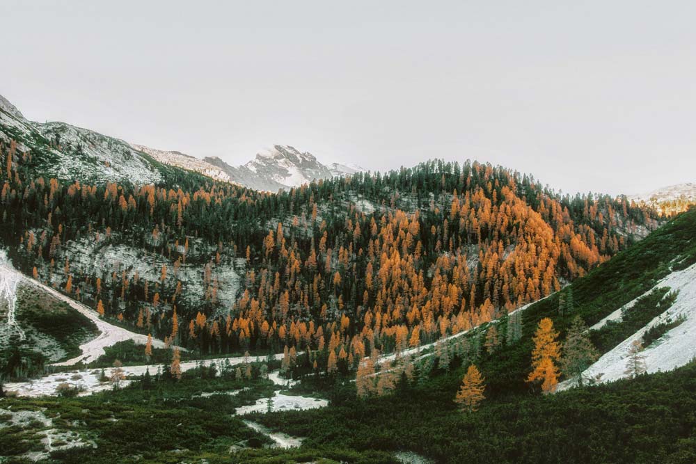 Berg med skog och snö